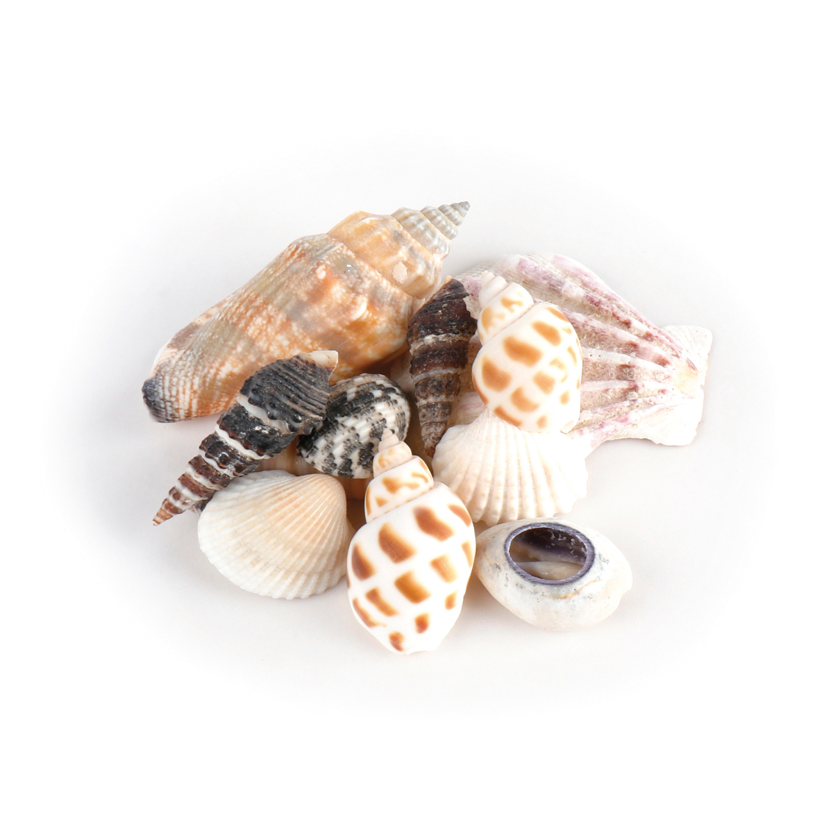 Muscheln im Organzabeutel