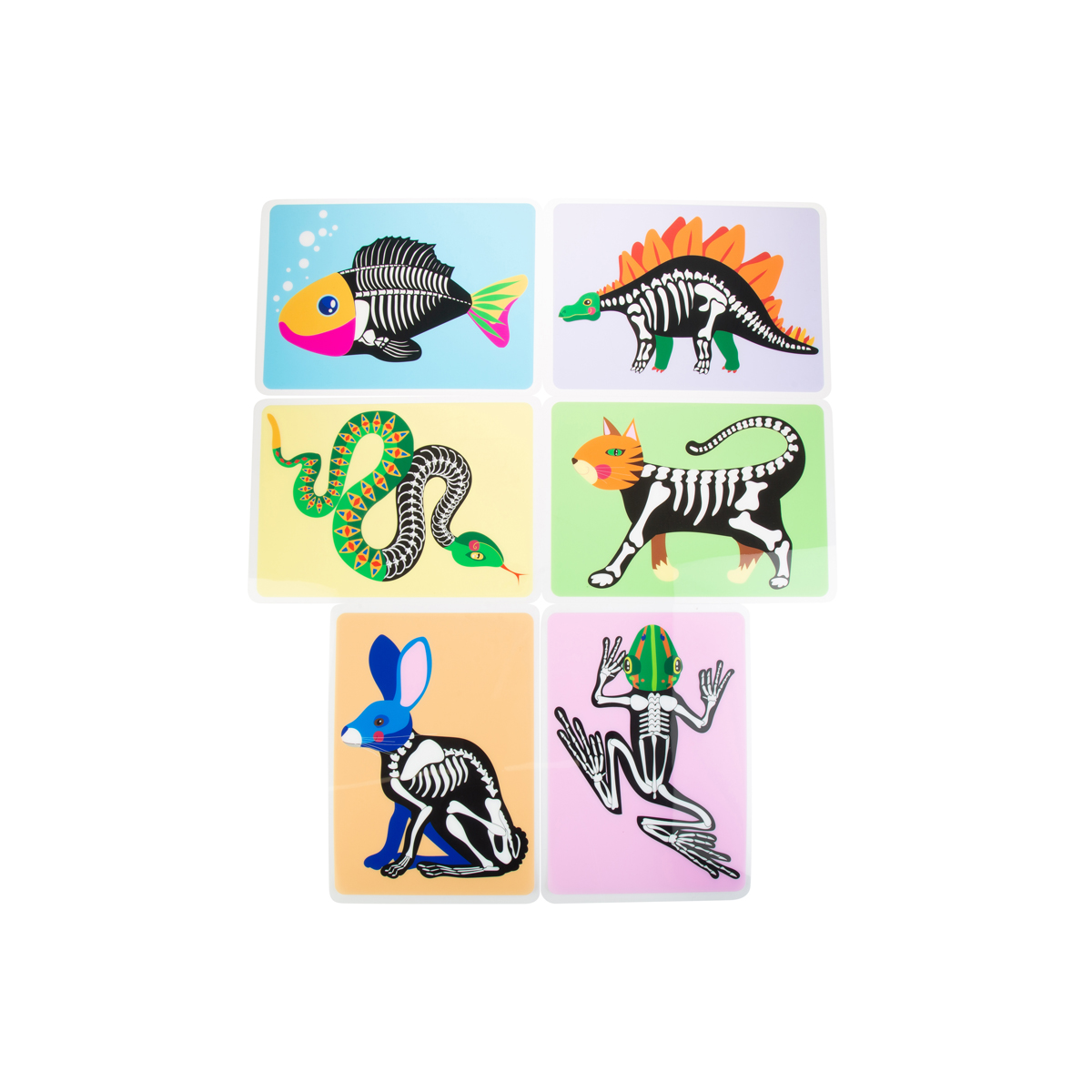 Tierskelett Bilder 6er Set